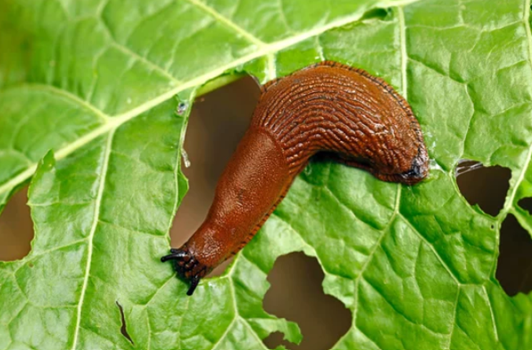 What Are Common Diseases and Pests of Lettuce, Basil, And Cucumbers Grown In Aquaponics?