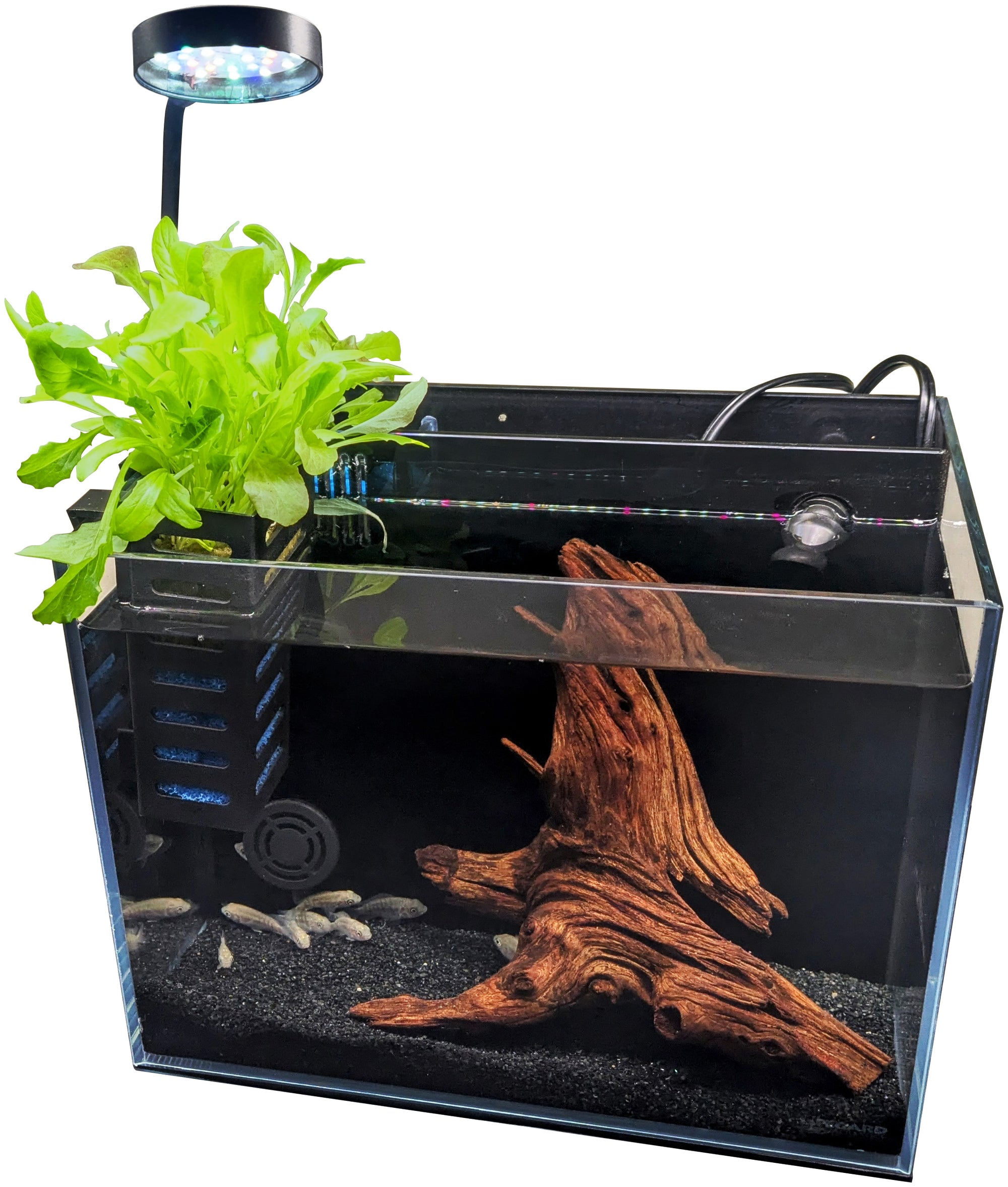 Desktop Aquaponic System